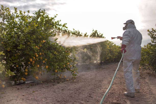 Best Affordable Pest Control Services  in Burney, CA