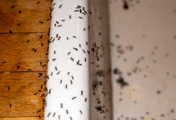 Best Local Pest Control Services  in Burney, CA
