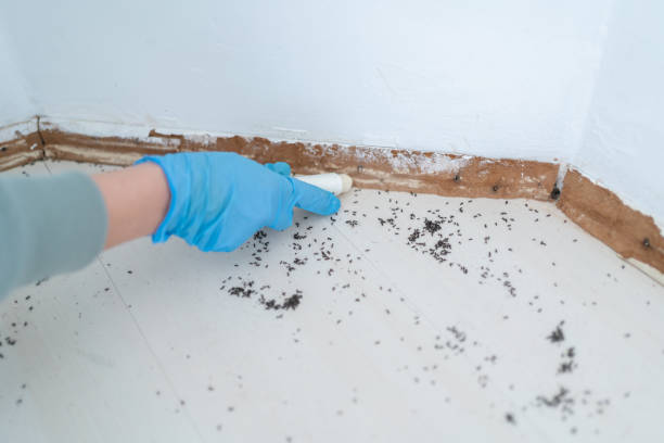 Best Mosquito Control Services  in Burney, CA