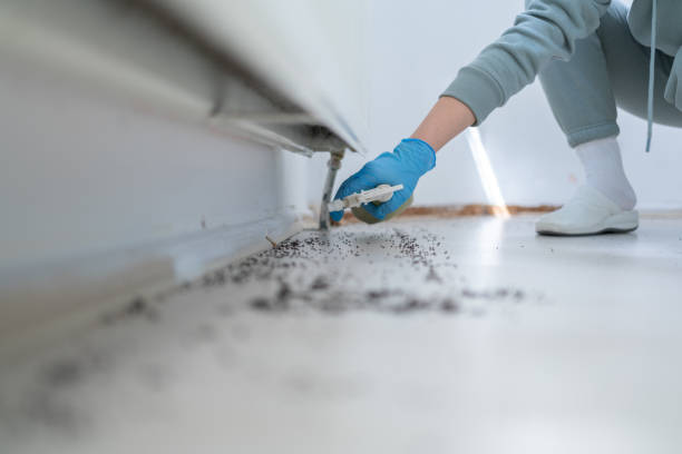 Best Ant Control Services  in Burney, CA